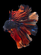 Load image into Gallery viewer, Male Rosetail - Fire Avatar #2460 - Live Betta Fish
