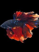 Load image into Gallery viewer, Male Rosetail - Fire Avatar #2460 - Live Betta Fish
