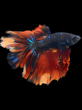 Load image into Gallery viewer, Male Rosetail - Fire Avatar #2460 - Live Betta Fish
