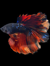 Load image into Gallery viewer, Male Rosetail - Fire Avatar #2460 - Live Betta Fish

