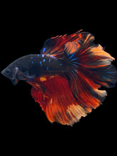 Load image into Gallery viewer, Male Rosetail - Fire Avatar #2460 - Live Betta Fish
