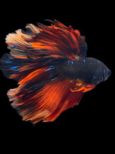Load image into Gallery viewer, Male Rosetail - Fire Avatar #2460 - Live Betta Fish
