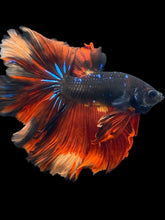 Load image into Gallery viewer, Male Rosetail - Fire Avatar #2460 - Live Betta Fish
