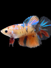 Load image into Gallery viewer, TOP GRADE Female Halfmoon - Galaxy #2461 - Live Betta Fish
