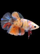 Load image into Gallery viewer, TOP GRADE Female Halfmoon - Galaxy #2461 - Live Betta Fish
