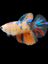Load image into Gallery viewer, TOP GRADE Female Halfmoon - Galaxy #2461 - Live Betta Fish
