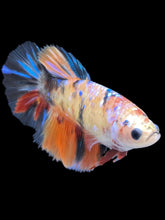 Load image into Gallery viewer, TOP GRADE Female Halfmoon - Galaxy #2461 - Live Betta Fish
