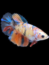 Load image into Gallery viewer, TOP GRADE Female Halfmoon - Galaxy #2461 - Live Betta Fish
