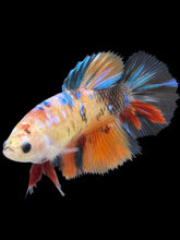 Load image into Gallery viewer, TOP GRADE Female Halfmoon - Galaxy #2461 - Live Betta Fish
