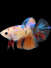 Load image into Gallery viewer, TOP GRADE Female Halfmoon - Galaxy #2461 - Live Betta Fish
