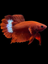 Load image into Gallery viewer, Male Halfmoon Plakat - Red FCCP #2462 - Live Betta Fish
