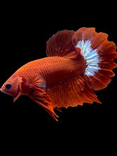 Load image into Gallery viewer, Male Halfmoon Plakat - Red FCCP #2462 - Live Betta Fish
