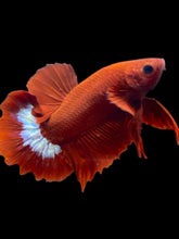 Load image into Gallery viewer, Male Halfmoon Plakat - Red FCCP #2462 - Live Betta Fish
