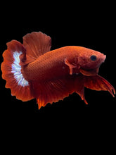 Load image into Gallery viewer, Male Halfmoon Plakat - Red FCCP #2462 - Live Betta Fish
