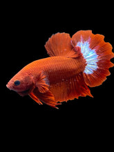 Load image into Gallery viewer, Male Halfmoon Plakat - Red FCCP #2462 - Live Betta Fish
