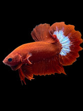 Load image into Gallery viewer, Male Halfmoon Plakat - Red FCCP #2462 - Live Betta Fish

