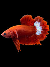 Load image into Gallery viewer, Male Halfmoon Plakat - Red FCCP #2462 - Live Betta Fish
