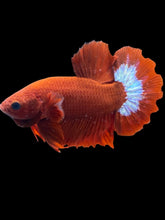 Load image into Gallery viewer, Male Halfmoon Plakat - Red FCCP #2462 - Live Betta Fish
