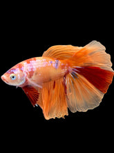 Load image into Gallery viewer, Male Halfmoon - Galaxy #2463 - Live Betta Fish
