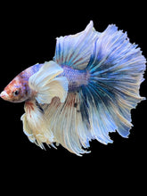 Load image into Gallery viewer, Male Rosetail - Candy Dumbo #2463 - Live Betta Fish
