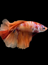 Load image into Gallery viewer, Male Halfmoon - Galaxy #2463 - Live Betta Fish
