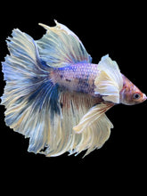Load image into Gallery viewer, Male Rosetail - Candy Dumbo #2463 - Live Betta Fish
