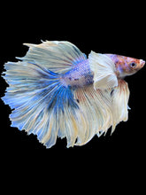 Load image into Gallery viewer, Male Rosetail - Candy Dumbo #2463 - Live Betta Fish
