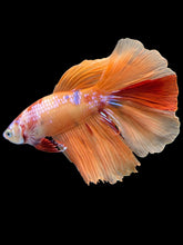 Load image into Gallery viewer, Male Halfmoon - Galaxy #2463 - Live Betta Fish
