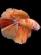 Load image into Gallery viewer, Male Halfmoon - Galaxy #2463 - Live Betta Fish
