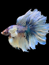 Load image into Gallery viewer, Male Rosetail - Candy Dumbo #2463 - Live Betta Fish

