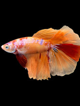 Load image into Gallery viewer, Male Halfmoon - Galaxy #2463 - Live Betta Fish

