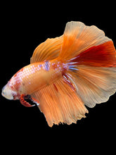 Load image into Gallery viewer, Male Halfmoon - Galaxy #2463 - Live Betta Fish
