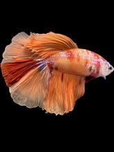 Load image into Gallery viewer, Male Halfmoon - Galaxy #2463 - Live Betta Fish
