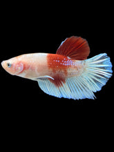 Load image into Gallery viewer, Male Halfmoon Plakat - Tancho #2464 - Live Betta Fish
