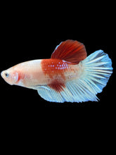 Load image into Gallery viewer, Male Halfmoon Plakat - Tancho #2464 - Live Betta Fish
