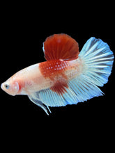 Load image into Gallery viewer, Male Halfmoon Plakat - Tancho #2464 - Live Betta Fish
