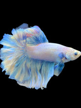 Load image into Gallery viewer, Male Rosetail - Pastel #2465 - Live Betta Fish
