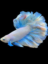 Load image into Gallery viewer, Male Rosetail - Pastel #2465 - Live Betta Fish
