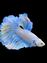 Load image into Gallery viewer, Male Rosetail - Pastel #2465 - Live Betta Fish
