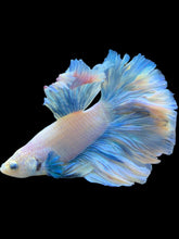 Load image into Gallery viewer, Male Rosetail - Pastel #2465 - Live Betta Fish
