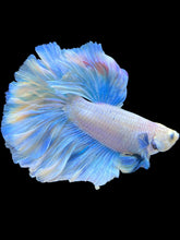 Load image into Gallery viewer, Male Rosetail - Pastel #2465 - Live Betta Fish
