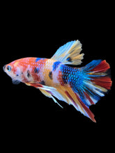 Load image into Gallery viewer, Male Halfmoon Plakat - Multicolor #2467 - Live Betta Fish

