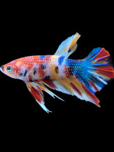 Load image into Gallery viewer, Male Halfmoon Plakat - Multicolor #2467 - Live Betta Fish
