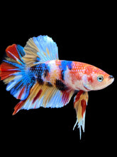 Load image into Gallery viewer, Male Halfmoon Plakat - Multicolor #2467 - Live Betta Fish
