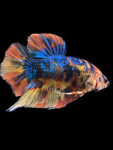 Load image into Gallery viewer, GIANT Male Halfmoon Plakat - Blue Galaxy #2468 - Live Betta Fish

