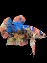 Load image into Gallery viewer, GIANT Male Halfmoon Plakat - Blue Galaxy #2468 - Live Betta Fish
