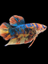 Load image into Gallery viewer, GIANT Male Halfmoon Plakat - Blue Galaxy #2468 - Live Betta Fish
