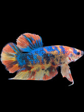 Load image into Gallery viewer, GIANT Male Halfmoon Plakat - Blue Galaxy #2468 - Live Betta Fish
