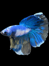 Load image into Gallery viewer, Male Halfmoon - Fancy Marble #2469 - Live Betta Fish
