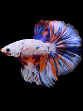 Load image into Gallery viewer, Male Halfmoon - Candy #2469 - Live Betta Fish
